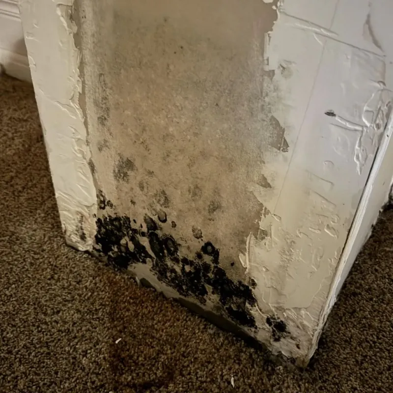 Professional Mold Removal in Palmdale, CA
